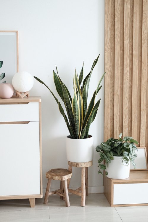 A very neutral corner of a room with two elevated green plants on a stool.