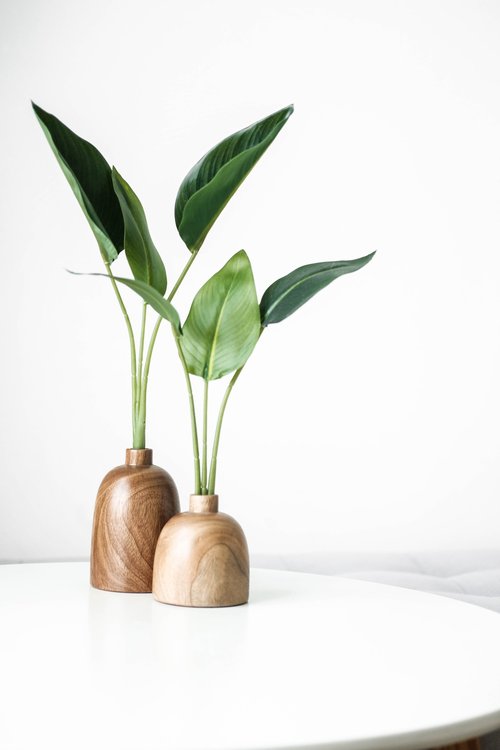 Green leaf plants in a wooden plant pot on a white table.